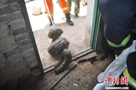图为消防官兵抓捕蟒蛇。