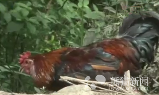 巴中公鸡下蛋
