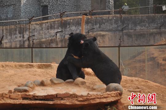 两只黑熊在云南省野生动物收容拯救中心嬉戏