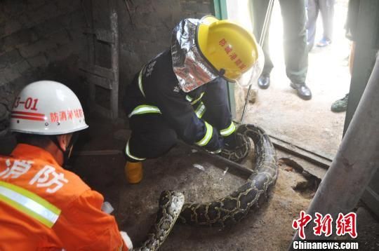 图为消防官兵抓捕蟒蛇。