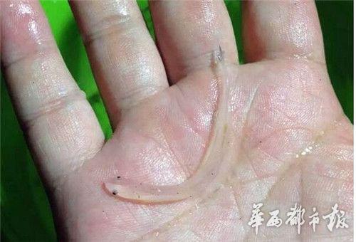 市民捞起的银鱼