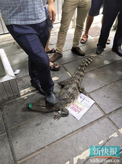 鳄鱼长约1米,嘴巴被胶带绑住,其身躯下方压着一张纸,写着“吻我赏一千”。