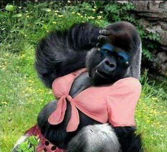 谷歌认黑人为猩猩    【google为无法识别黑人与黑猩猩而道歉】google