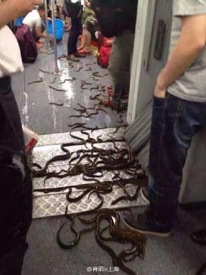 网曝地铁1号线车厢现满地鳝鱼
