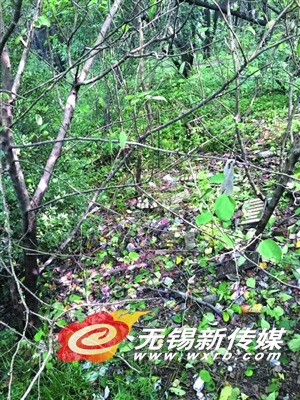 惠山二茅峰临近观景平台处的台阶旁、山林间垃圾遍地。(马雪梅 摄)