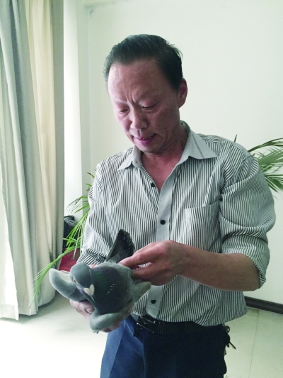 信鸽受伤从楼顶掉下 好心人担心照顾不周寻失