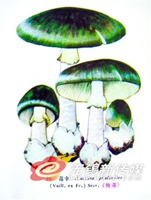 青毒伞