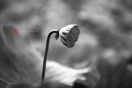 六月荷花香满湖 杭州西湖自驾游_成都汽车网