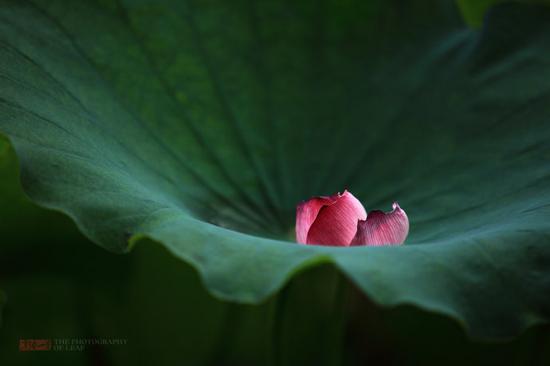 六月荷花香满湖 杭州西湖自驾游_成都汽车网