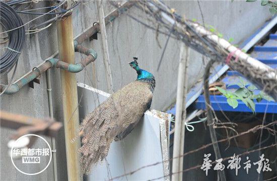 清晨起床推开窗 门口站只蓝孔雀