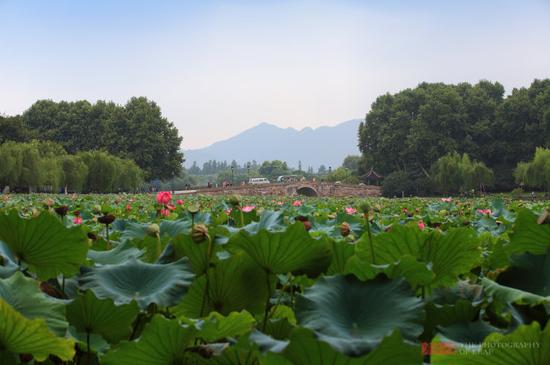 六月荷花香满湖 杭州西湖自驾游_成都汽车网