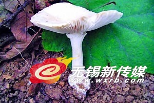 白毒伞