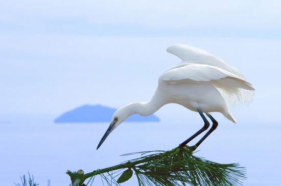 万余皖鹭囚广州追踪:民间机构告安徽林业厅败