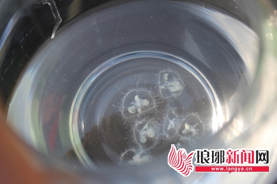 桃花水母身形如伞,十分可爱。