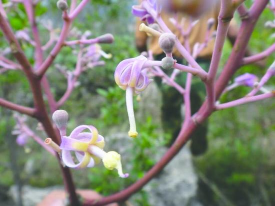 野生云南梧桐开出的花朵。