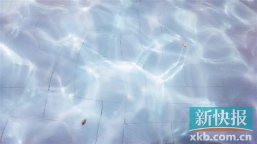 ■天河公园游泳池,不时看到苍蝇等昆虫“尸体”浮于水面。
