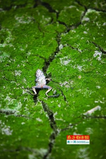 高明蛙场泰蛙6月份开始集体死亡,蛙场被废弃,一只死亡的蛙在干涸的蛙池里。南都记者 郭继江 摄