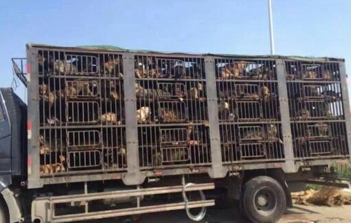 天津志愿者与贩狗车冲突_新浪天津_新浪网