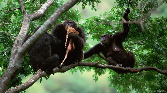 黑猩猩有时也会分享食物