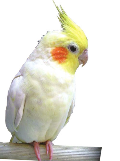 鹦鹉跟八哥学会说话 会哼小调最爱调戏狗狗