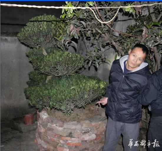 男子盗走万元罗汉松因担心朋友先下手