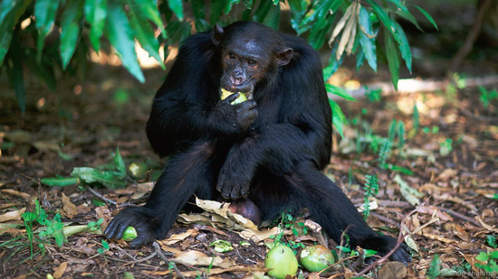 黑猩猩必须保持他们在社会阶层中的位置