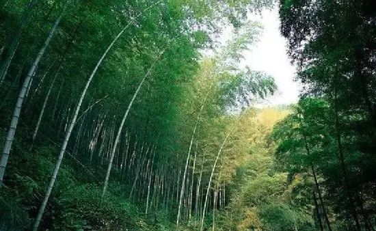 西九华山竹海风情万种惊动“诗佛”_新浪城市_新浪网