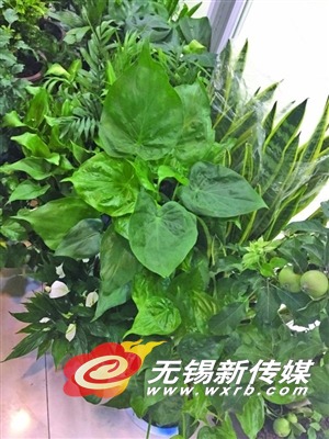 滴水观音。