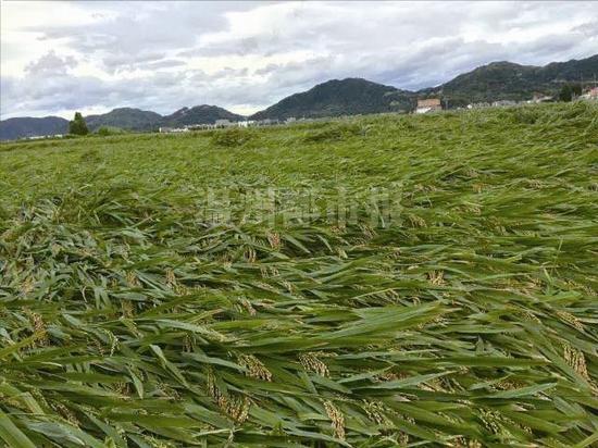 灿鸿擦肩温州防台响应结束 台风预警信号解除