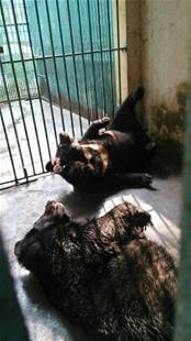 宜昌儿童公园黑熊嚎叫一夜 是在被取熊胆