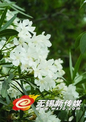 道路边的夹竹桃。