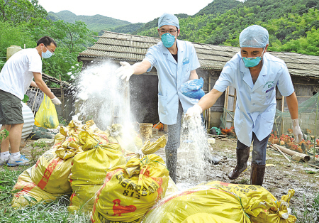 灾后防疫忙 昨天上午,在宁海县大佳何镇团联村,镇卫生防疫人员正在帮助养鸡专业户葛万娟,将被洪水淹死的3000多只鸡在第一时间进行防疫处理。(严龙 庞金杰 摄)