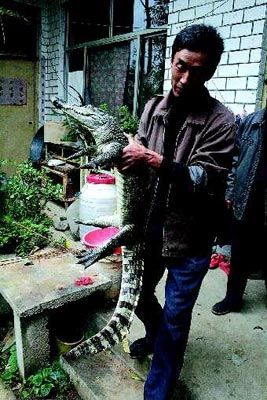 陳先生抓住了這條鱷魚