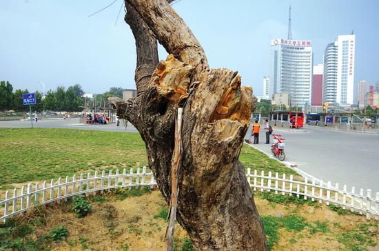郑州近二百岁丝绵树未抽出绿枝