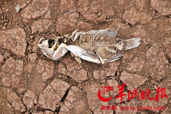 在湛江徐闻迈胜水库,一条鱼的尸体躺在龟裂的水库底面上 新华社发