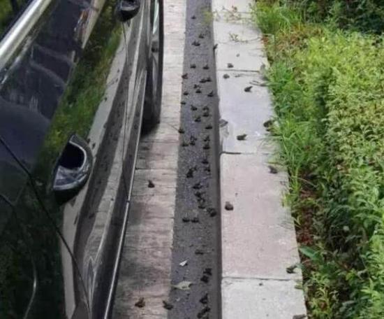 哈尔滨近万蟾蜍上街