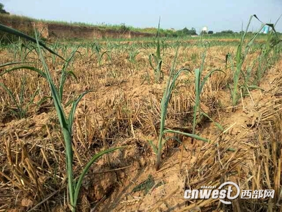 当前，陕西夏季伏旱天气持续加剧，抗旱形势不容乐观。（资料图）