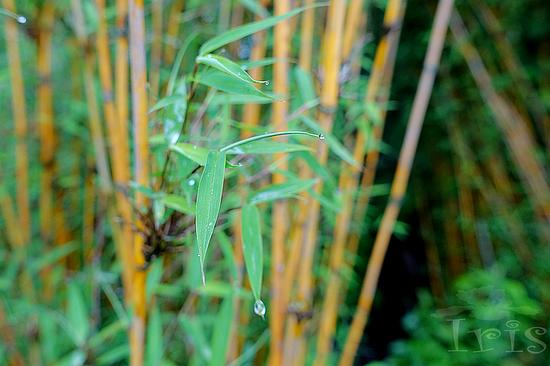 比熊猫还珍贵的白马氐族 九寨沟自驾游_成都汽
