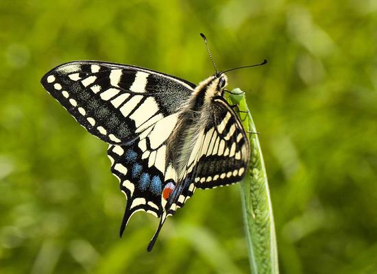 在诺福克野生动物信托会下属希克林湖区自然保护区抓拍到的美丽燕尾蝶照片。（网页截图）