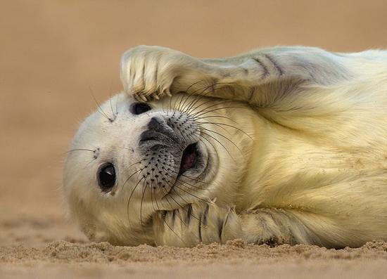 这只可爱的灰海豹正在海滩上晒太阳，是诺福克野生动物信托会摄影大赛的入围作品之一。（网页截图）