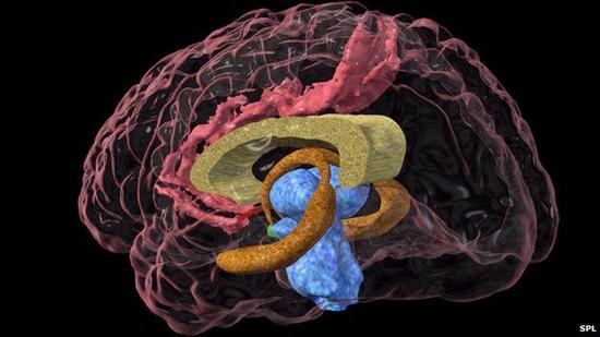 海马体(深棕色)位于大脑中部，与周围部分紧密相连。