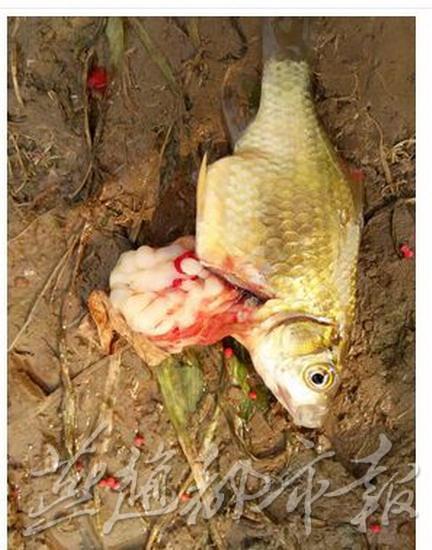 太平河现大肚鲫鱼 剖开全是白色虫子吓坏钓鱼人