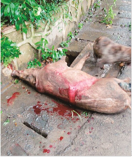 武大野猪被击毙