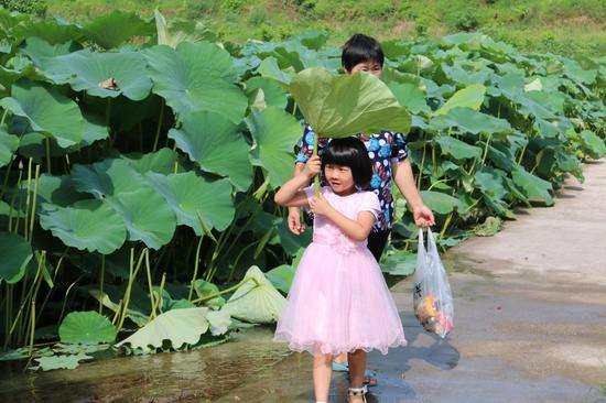 忠县双桂镇荷花开了:一边赏荷一边吃橘