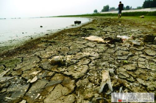 水位下降,不少鱼类开始死亡