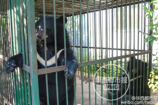 两只被误买的黑熊。