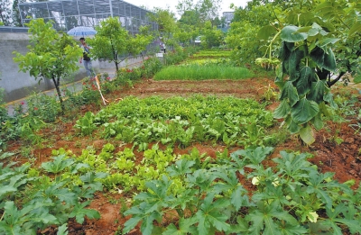 周山森林公園野生動物保護區內的菜地