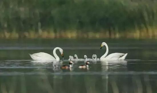 留住美麗 為鳥“正名”
