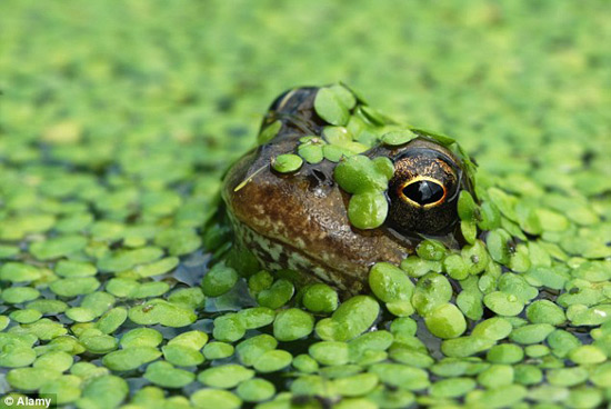 浮萍将解决未来世界食物危机?高蛋白你想吃吗