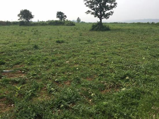 遍地西瓜，無人問津